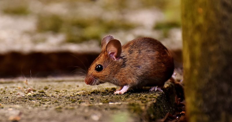 House mouse near a home exterior — rodent pest control in Ocoee FL