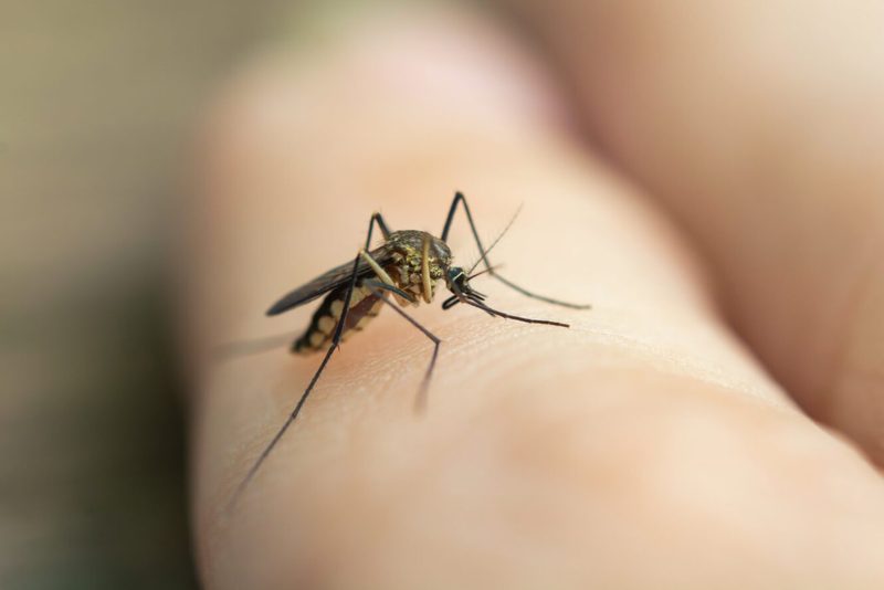 Mosquito biting human skin — mosquito pest control in Ocoee FL