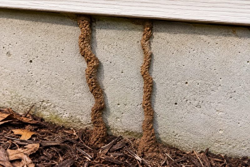 Subterranean termite mud tubes on a foundation wall — termite pest control in Ocoee FL
