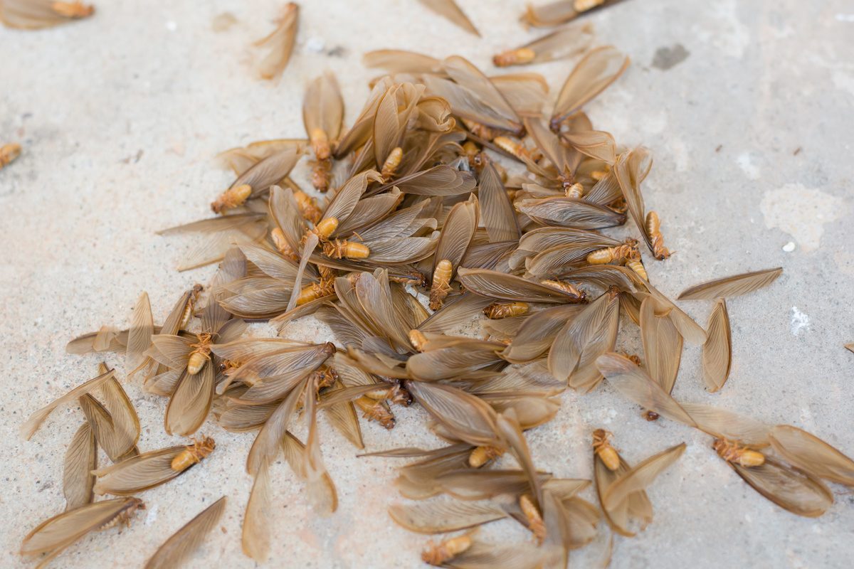 Subterranean termite swarmers with wings — termite pest control in Ocoee FL